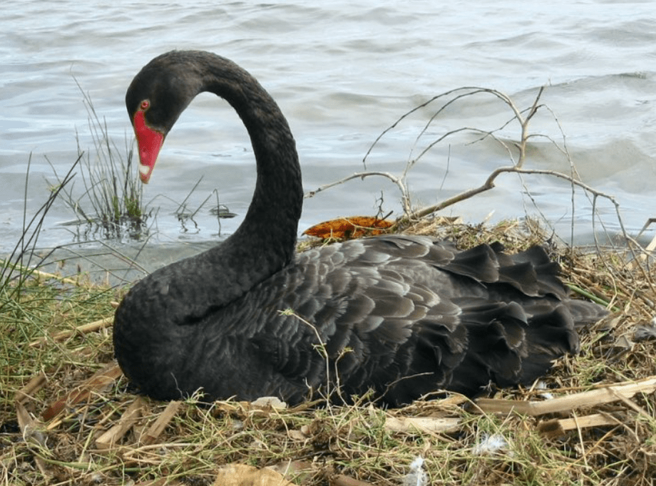 Swan Farming